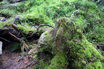 forest background, woodsman, old stump covered with moss, rotten tree, new life, micro life, magic forest