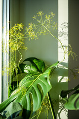 Monstera houseplant and dill herb grow on windowsill at home closeup. Proximity of two incompatible plants in an apartment. Plant lovers concept. 