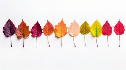 a row of colorful autumn leaves arranged in a gradient from red to yellow, creating a harmonious and balanced composition.