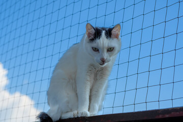 Smutny kot niewychodzacy, zamknięty w domu, siedzi na osiatkowanym balkonie - obrazy, fototapety, plakaty