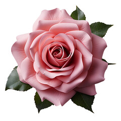 pink rose png. pink rose flat lay png. pink rose top view png. rose png.