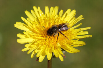 Closeup red mason bee (Osmia bicornis) family Megachilidae on the flower of common dandelion...