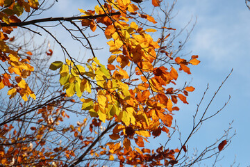 bright autumn colors