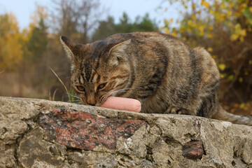 stray cat eat sausage feed stray animals friend care for smaller friends