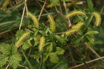 Closeup on a flowering male White Willow, Salix alba with yellow pollen