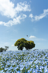 ネモフィラの丘