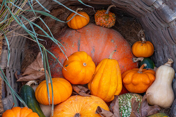 bodegón de calabazas y de comida de otoño en colores naranja