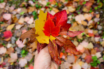 Autumn at Ataturk Arboretum.. Autumn color of leaves.. Sarıyer, İstanbul, 