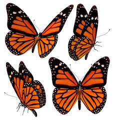 3D illustration of a butterfly with its wings vividly colored in shades of orange and black, rendered in different positions. - obrazy, fototapety, plakaty