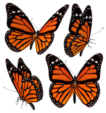 3D illustration of a butterfly with its wings vividly colored in shades of orange and black, rendered in different positions.