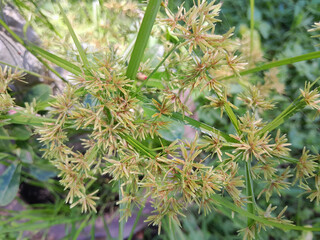 little wild flower from beside of the road