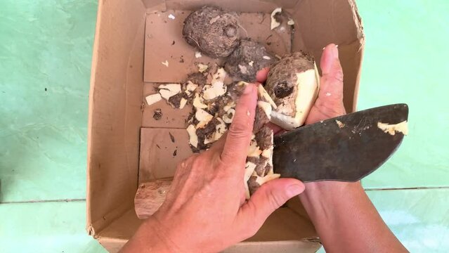 peeling taro tuber with knife and left handed.