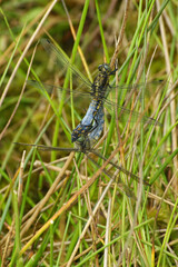 Vertical closeup on the copulation of a male and female black-tailed skimmer Orthetrum cancellatum