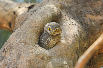 Little Owl night bird barn owl stand on old dead tree in front of fores background.