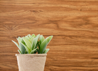 A green plant in an ecological paper pot on a wooden background. Copy space for text.