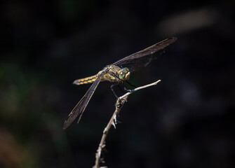 A closeup photo of a dragonfly sitting on a branch in the forest.