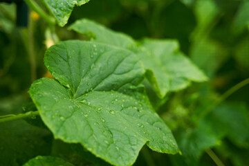Greenhouse with cucumbers, dense foliage of cucumbers. Close up