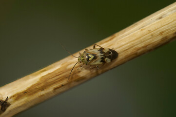 Closeup on a small sap-sucking tarnished plant mirid bug, Lygus praetensis on a twig