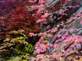 Autumn leaves In wonderful gradient colors of green, red and yellow