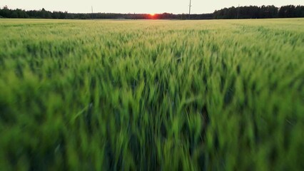 Korean rice fields in harvesting season and sunset, Green Agricultural field on Sunrise. Aerial video of Wheat field in sunset time. Drone flying over harvest crops Amazing Sunrise