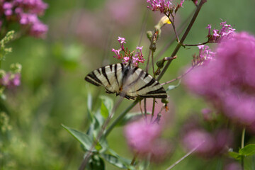 Pink flowers