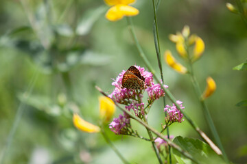 Pink flowers