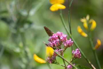 Pink flowers
