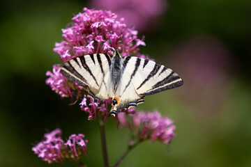 Pink flowers