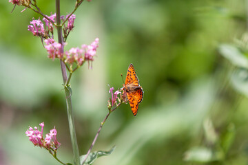 Pink flowers