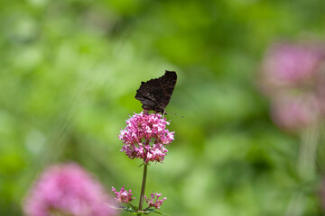 Pink flowers