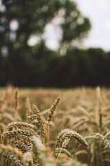 field of wheat