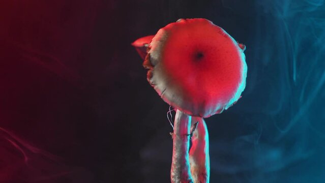 The Mexican magic mushroom is a psilocybe cubensis, a specie of psychedelic mushroom whose main active elements are psilocybin and psilocin - Mexican Psilocybe Cubensis. An adult mushroom with spores.