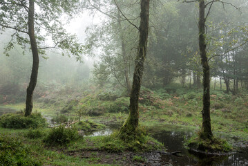 Stunning foggy forest late Summer landscape image with glowing mist in distance among lovely dense woodland