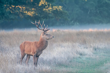 Stunning photo of Red Deer Cervus Elaphus in Autumn sunrise landscape with golden sun glow during annual rut