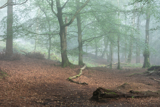 Stunning foggy forest late Summer landscape image with glowing mist in distance among lovely dense woodland