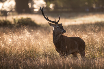 Stunning photo of Red Deer Cervus Elaphus in Autumn sunrise landscape with golden sun glow during annual rut