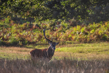 Stunning photo of Red Deer Cervus Elaphus in Autumn sunrise landscape with golden sun glow during annual rut