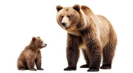 Large brown bear and cute bear cub, cut out