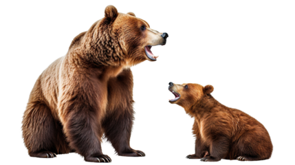 Large brown bear and cute bear cub, cut out