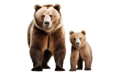 Schilderijen op glas Large brown bear and cute bear cub, cut out © Yeti Studio