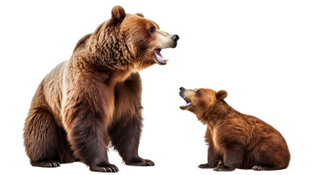 Large brown bear and cute bear cub, cut out