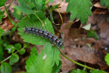 caterpillar on the green plant copy space  