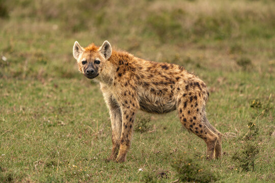 Hyena watching the camera