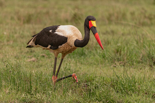African jabiru