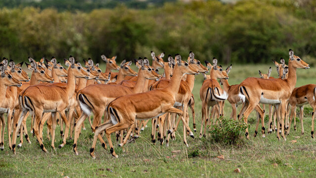 herd of female impalas