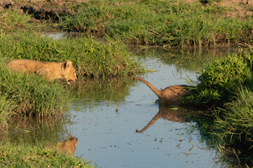 missed jump over the water !