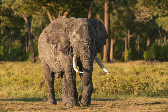 Elephant in the masai savanah