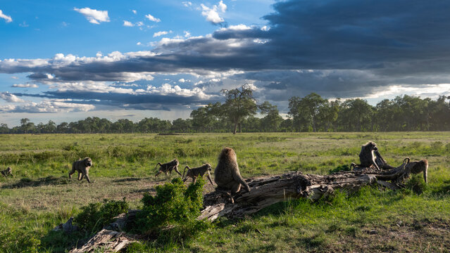 Band of baboons at sunset