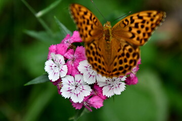 butterfly on flower