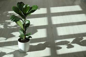 Fiddle Fig or Ficus Lyrata plant with green leaves indoors. Space for text